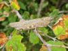 330501 – Photo : Pakito – Grèce