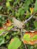 330502 – Photo : Pakito – Grèce