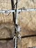 330914 – Photo : Andre Astric – France (68)