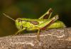 330282 – Photo : Damien GRILLIERE – France (15)