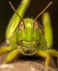 330283 – Photo : Damien GRILLIERE – France (15)