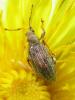330678 – Photo : Arthropa - Benoit Martha – France (21)