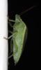 330345 – Photo : Arthropa - Benoit Martha – France (71)
