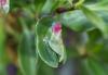 330540 – Photo : Numayta – France (68)