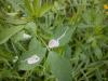 330260 – Photo : Numayta – France (68)