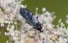 330041 – Photo : Christian Berquer – France (29)