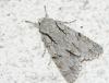 330679 – Photo : Emilien TEULIER – France (82)