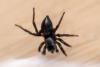 330900 – Photo : Julien Brun – France (86)