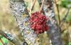 330978 – Photo : Numayta – France (68)