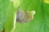 330220 – Photo : Numayta – France (68)