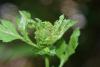 330810 – Photo : Numayta – France (68)