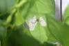 330149 – Photo : Numayta – France (68)