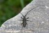 330456 – Photo : Bernard Saquet – France (73)
