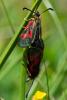 330742 – Photo : Bernard Saquet – France (73)