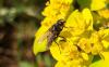 330439 – Photo : Numayta – France (68)