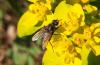 330440 – Photo : Numayta – France (68)