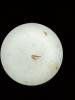 330074 – Photo : Tristan Maury-Caudal – France (49)