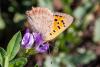 330576 – Photo : Jean-Claude Lablanquie – France (63)