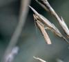 330108 – Photo : Philippe Fourtier – France (06)