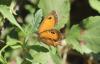330181 – Photo : Philippe Fourtier – France (06)
