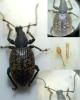 330071 – Photo : Tristan Maury-Caudal – France (49)
