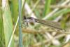 Ischnura elegans