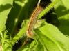 Lasiocampa quercus