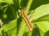 Lasiocampa quercus