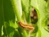 Lasiocampa quercus