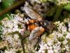 330280 – Photo : Cédric Mondy – France (56)