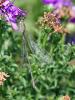 330845 – Photo : Cédric Mondy – France (94)