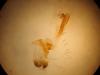 330144 – Photo : Dominique THAUVIN – France (45)