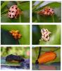 330737 – Photo : DL – Thaïlande