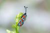 330121 – Photo : Christian Peyron – France (31)