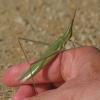 330259 – Photo : Bernard LAVIRON – Espagne