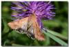 330255 – Photo : DUBOIS Yves – France (01)