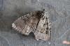 330000 – Photo : Jc.grandmaire – France (83)