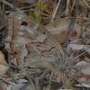 330309 – Photo : Bernard LAVIRON – France (34)