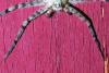 Philodromus margaritatus