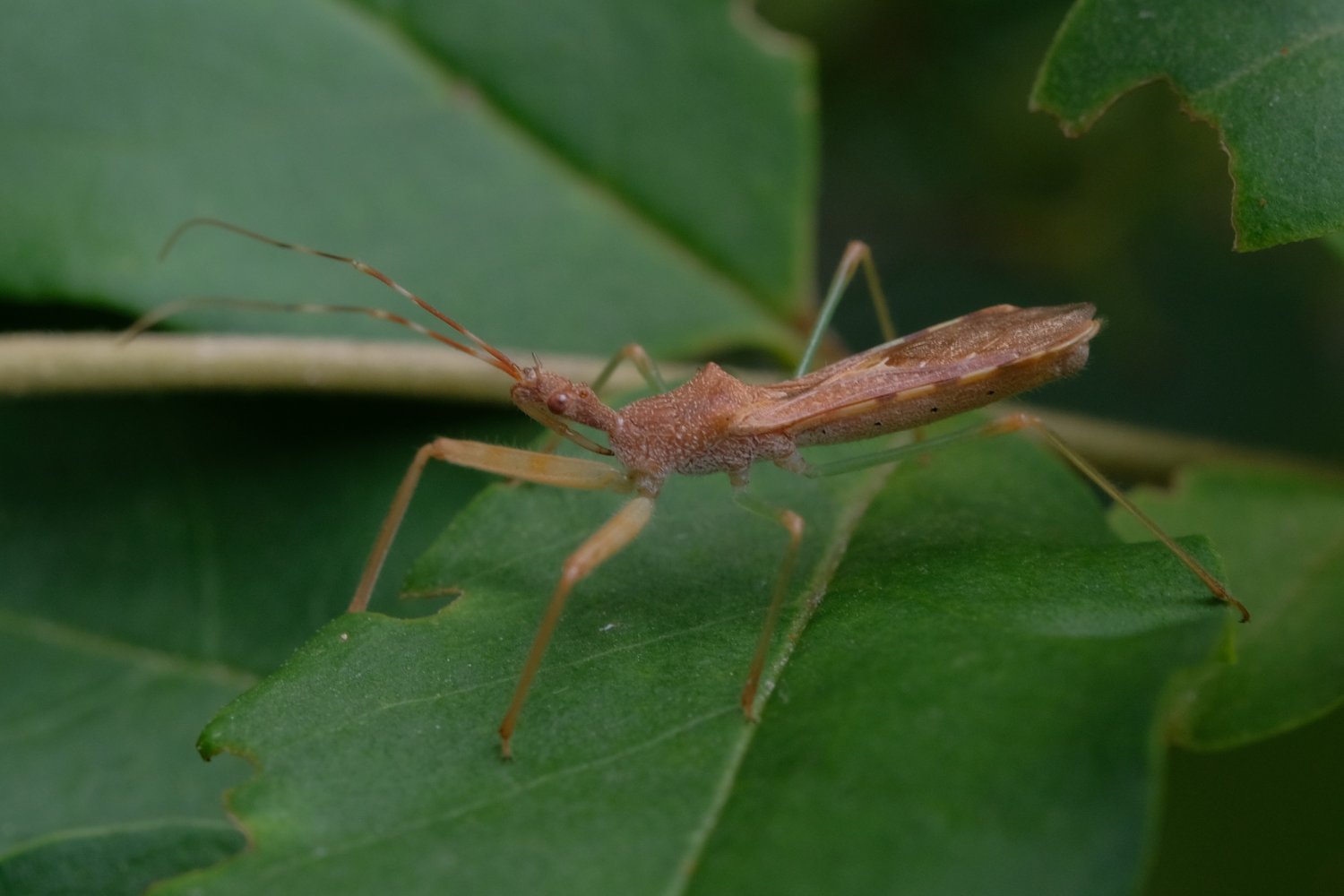 Bernard LAVIRON - Nagusta goedelii - réf. 330295 (1500 x 1000 pixels, 114 ko)