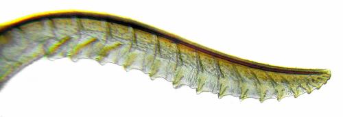 Tenthredo velox