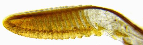 Arge dimidiata