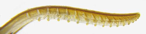 Réf. 331 673 : Tenthredo adusta