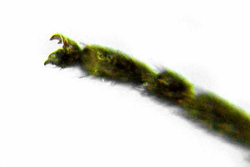 Empria sp.