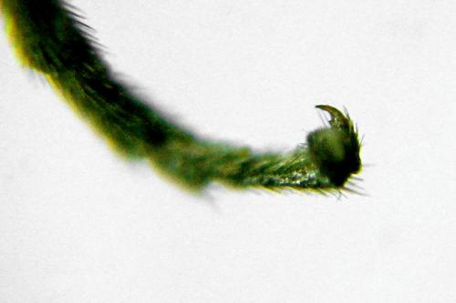 Empria sp.