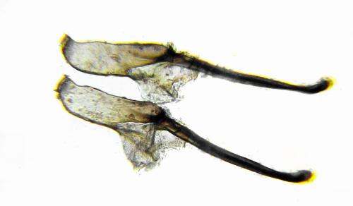 Arge gracilicornis