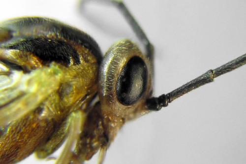 Euura poecilonota