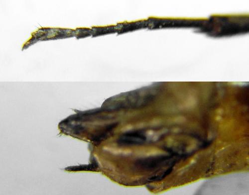 Euura stenogaster