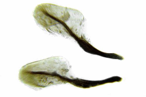 Strongylogaster mixta