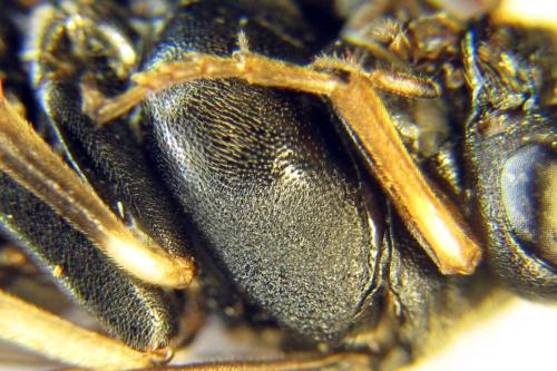 Nematus septentrionalis